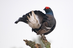 Korhoen _HBN0148