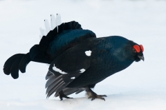 Korhoen_HBN7649