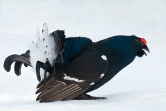 Korhoen_HBN7657