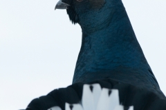 Korhoen_HBN7673
