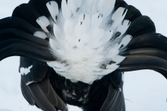 Korhoen_HBN7684