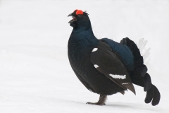 Korhoen_HBN8431