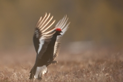 korhoen _HB73960