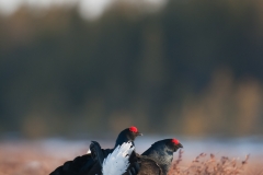 korhoen_HB72326