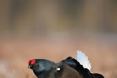 korhoen_HB72370