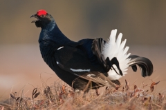 korhoen_HB72575