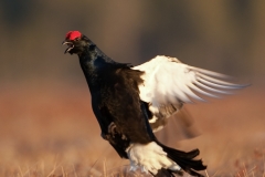 korhoen_HB72834