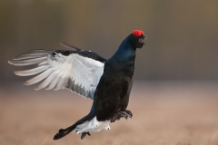 korhoen_HB73347