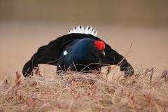 korhoen_HB73419