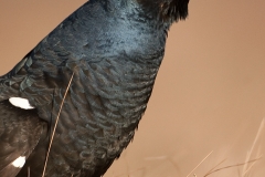 korhoen_HB73544