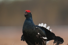 korhoen_HB73599