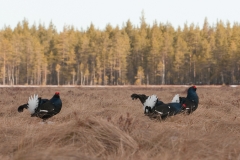 korhoen_HB73614