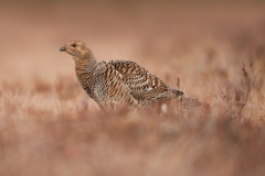 korhoen_HB73787