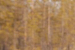 korhoen_HB74220