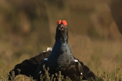 korhoen_HBO4871
