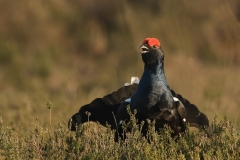 korhoen_HBO4873