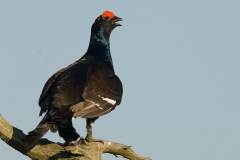 korhoen_HBO4956