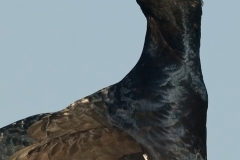 korhoen_HBO4974