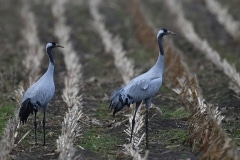 kraanvogel; common crane; grus grus