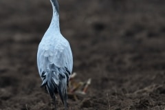 kraanvogel; common crane; grus grus