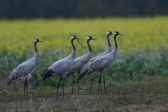 kraanvogel; common crane; grus grus