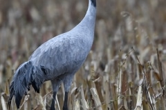 kraanvogel; common crane; grus grus