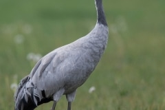 kraanvogel; common crane; grus grus