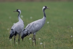 kraanvogel; common crane; grus grus