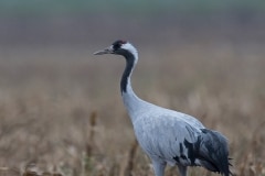 kraanvogel; common crane; grus grus