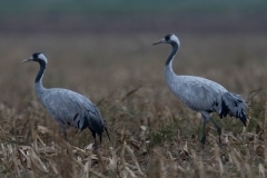 kraanvogel; common crane; grus grus