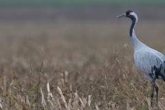 kraanvogel; common crane; grus grus