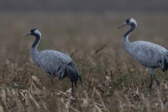 kraanvogel; common crane; grus grus