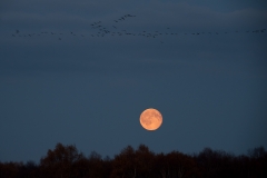 Kraanvogels in vlucht voor maan