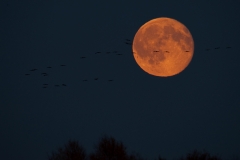 Kraanvogels in vlucht voor maan