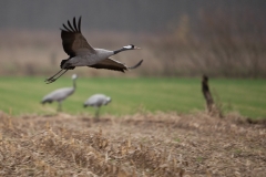 Kraanvogel in maisland