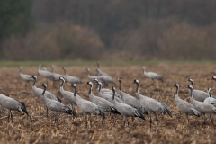 Kraanvogel in maisland