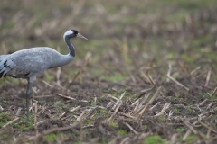 Kraanvogel in maisland