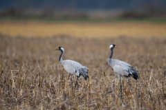 Kraanvogel in maisland