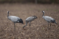 Kraanvogel gezin in maisland