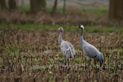 Kraanvogel met jong in maisland