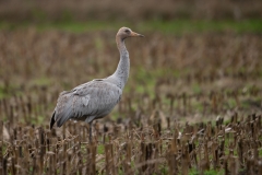 Jonge kraanvogel in maisland