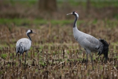 Kraanvogel in maisland