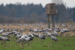 Kraanvogels in maisland
