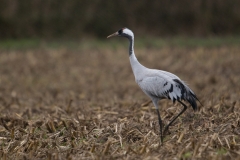 Kraanvogel in maisland