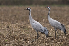 Kraanvogel in maisland