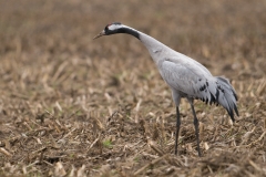 Kraanvogel in maisland
