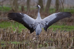 Kraanvogel; Grus grus; Common Crane; Kranich