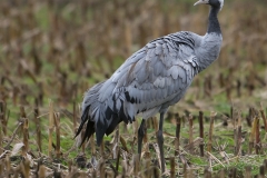 Kraanvogel; Grus grus; Common Crane; Kranich