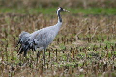 Kraanvogel; Grus grus; Common Crane; Kranich
