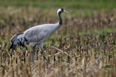 Kraanvogel_HBN8027